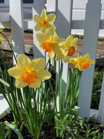Daffodils at Trillium Cafe, Mendocino